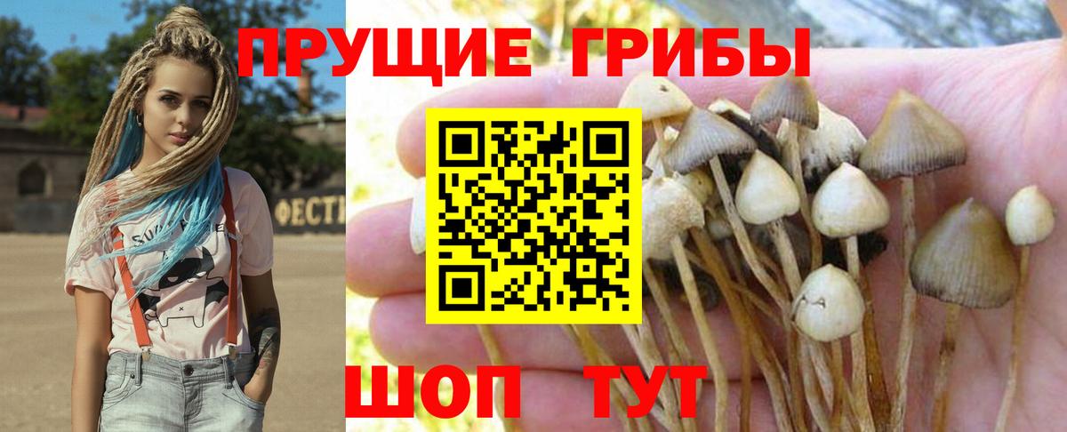Псилоцибиновые грибы Cubensis  Вход с VPN  Гай  Галлюциногенные грибы ЛСД 